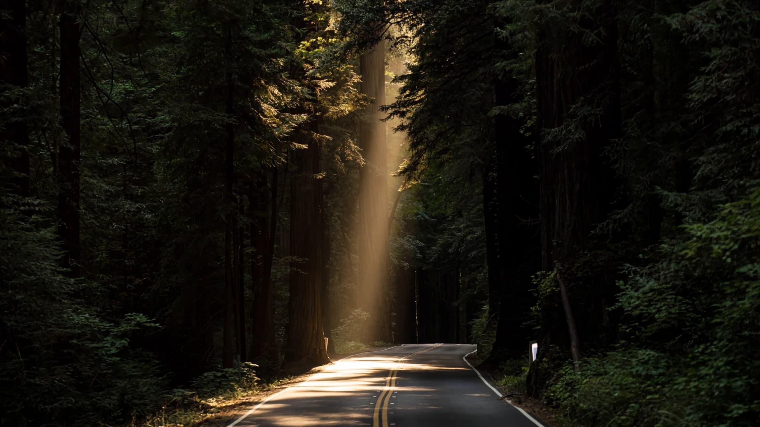 Quiet forest road with sunlight through tall pines.